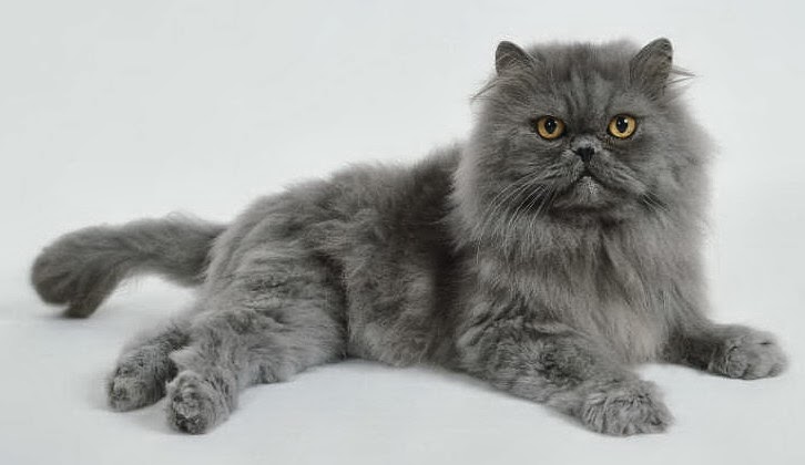 Foto Kaki Kucing Persia