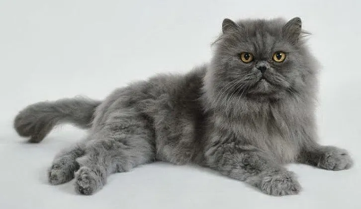 Foto Kaki Kucing Persia