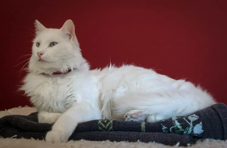 Foto Kepala Kucing Anggora