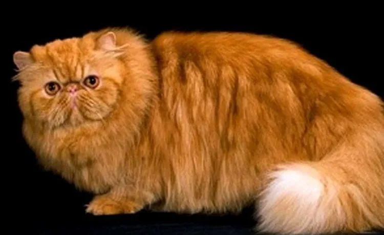 Gambar Kepala Kucing Persia