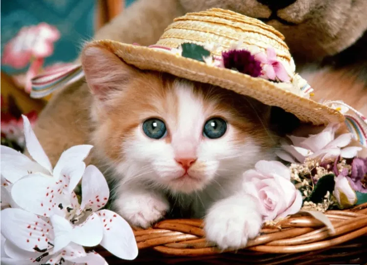 Gambar Kepribadian Kucing Anggora