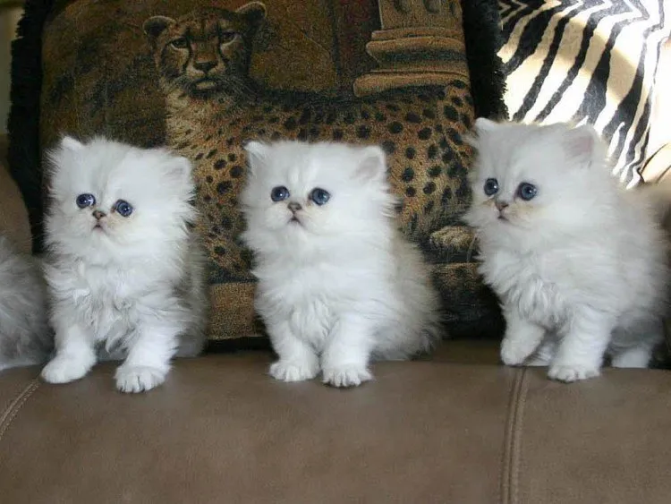 Gambar Kepribadian Kucing Persia