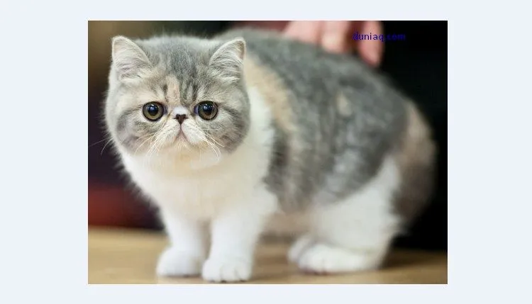kucing exotic shorthair Kucing Persia Exotic