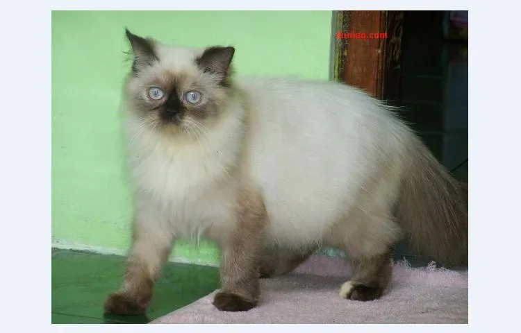 foto kucing himalaya kucing persia himalaya