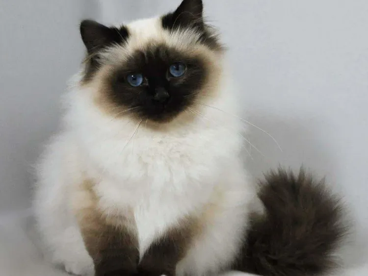 Gambar Kucing Himalaya