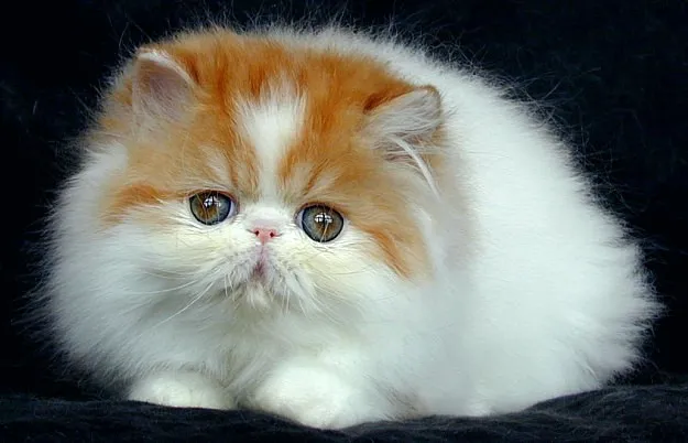 Kucing persia