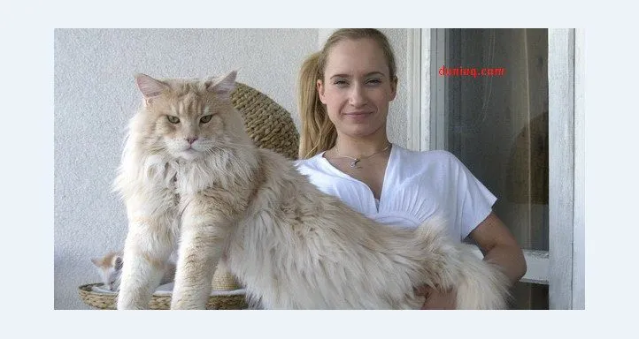 kucing maine coon longhair Foto kucing maine coon