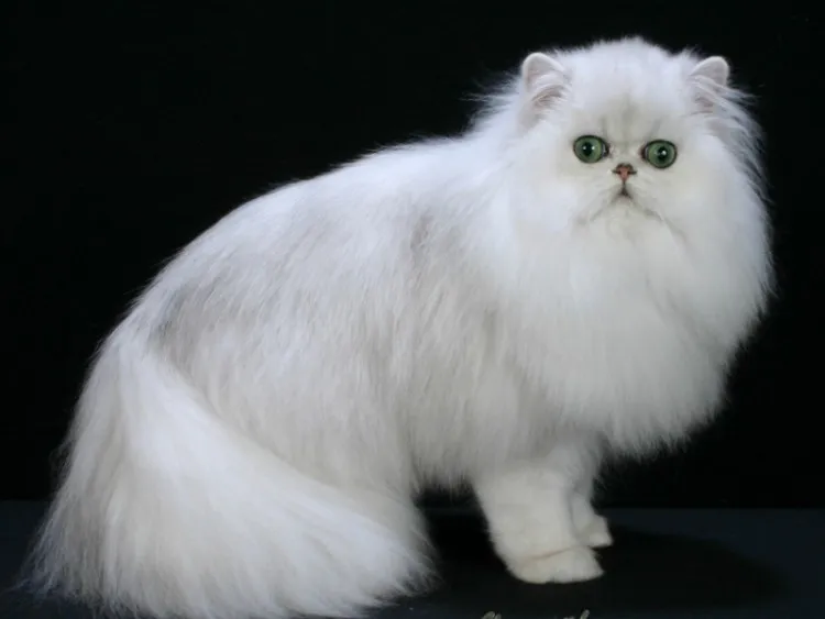Gambar Kucing Persia