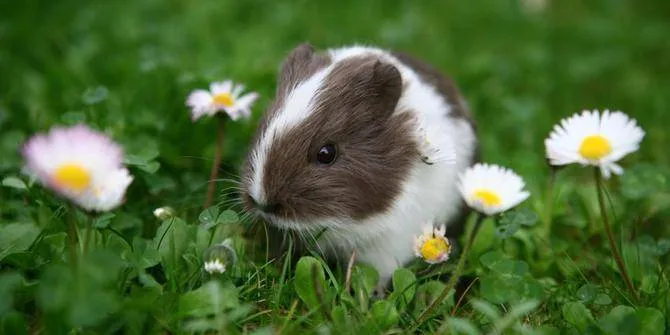 Marmut Lucu