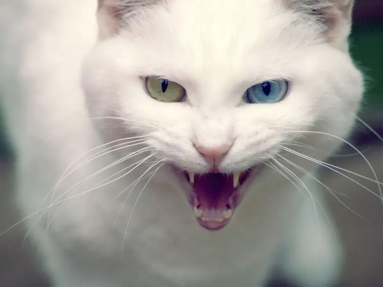 Foto Mata Kucing Anggora