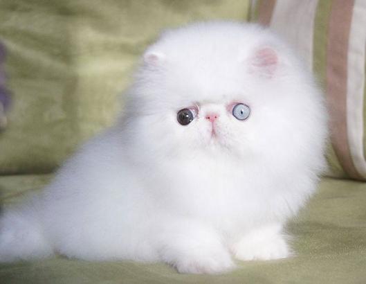 Gambar Mata Kucing Persia