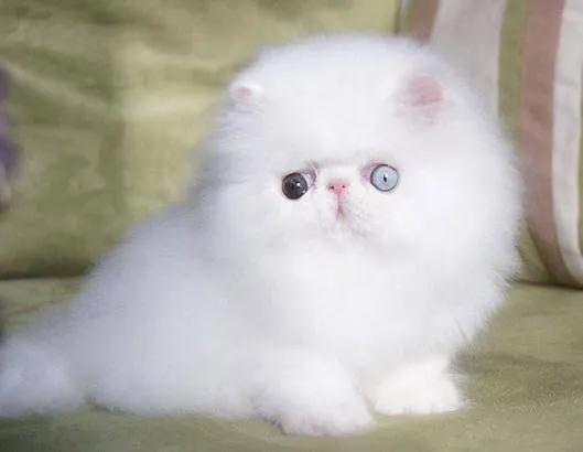 Gambar Mata Kucing Persia