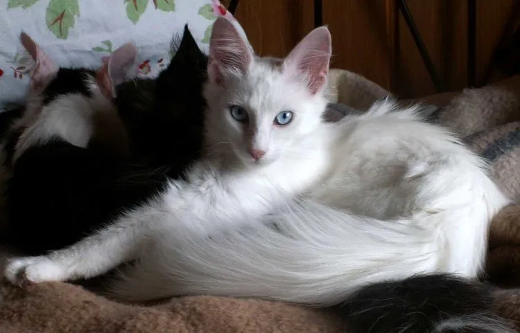 Foto Telinga Kucing Anggora