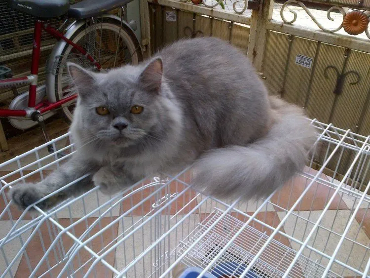 Foto Telinga Kucing Persia