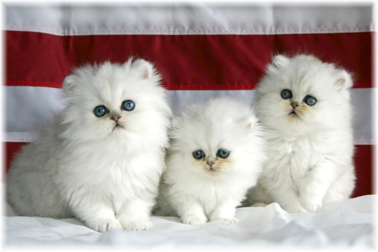 Foto Wajah Kucing Persia Gambar Wajah Kucing Persia