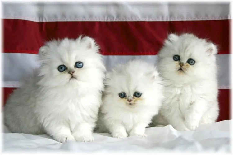 Gambar Wajah Kucing Persia