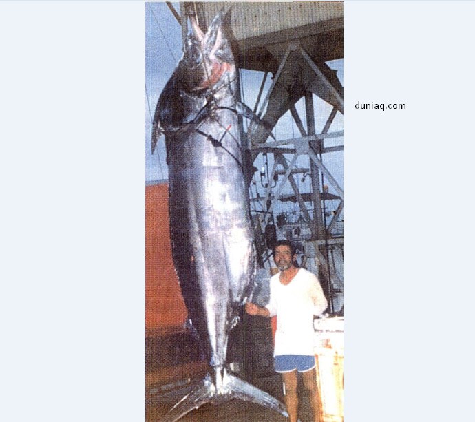 marlin