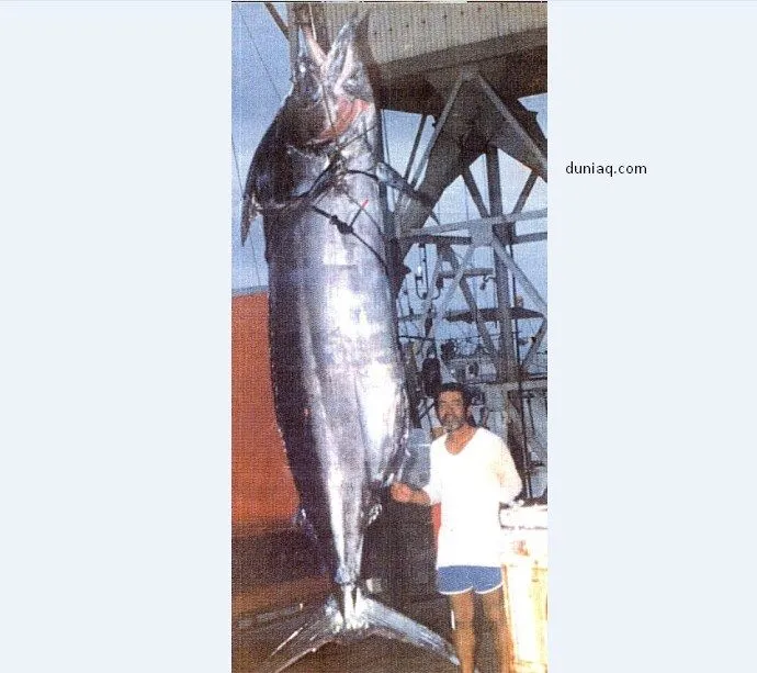 ikan marlin terbesar marlin