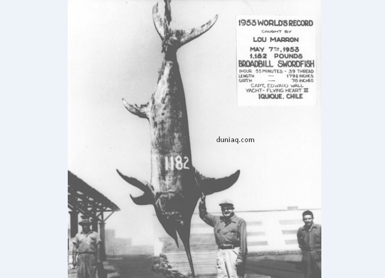 ikan mas pedang