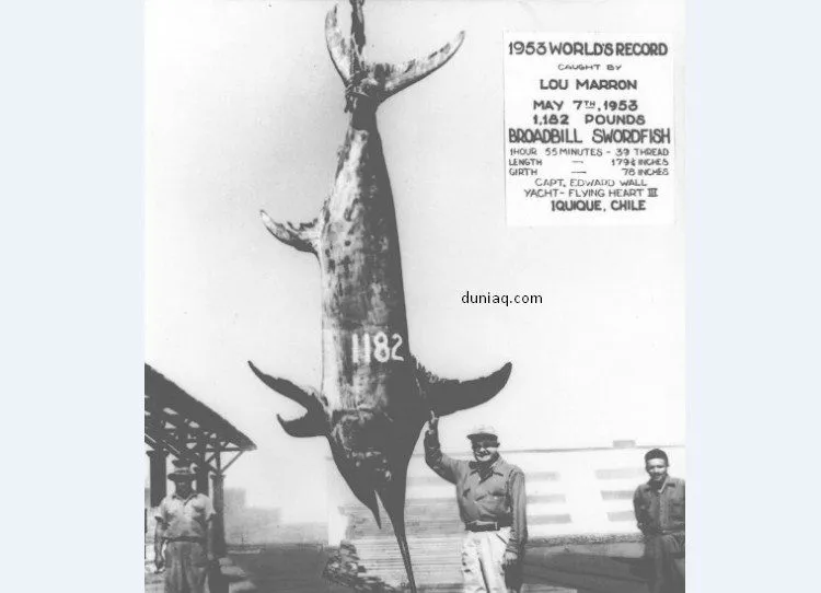 ikan ekor pedang ikan mas pedang