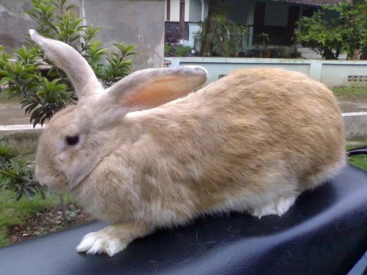rabbitboyolali.wordpress.com 