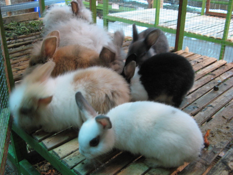 jurnalasia.com 