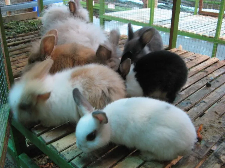 jurnalasia.com 