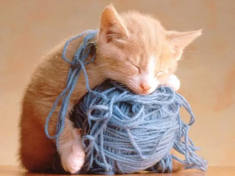 gambar-kucing.blogspot.com