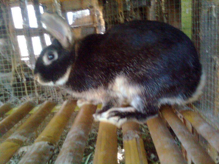 putrarabbitfarm.wordpress.com