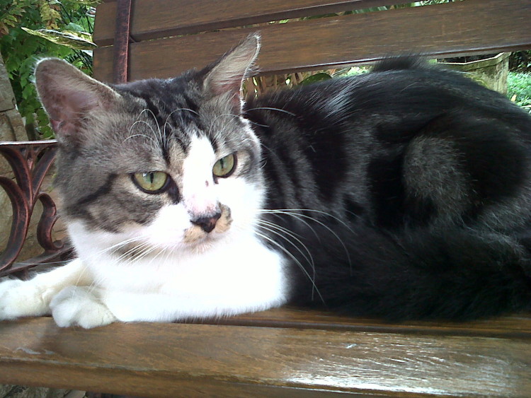 binatanglucu.info