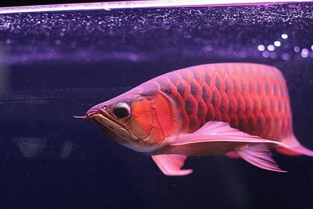Gambar Arwana Super Red