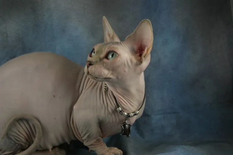 eldaliecat.com