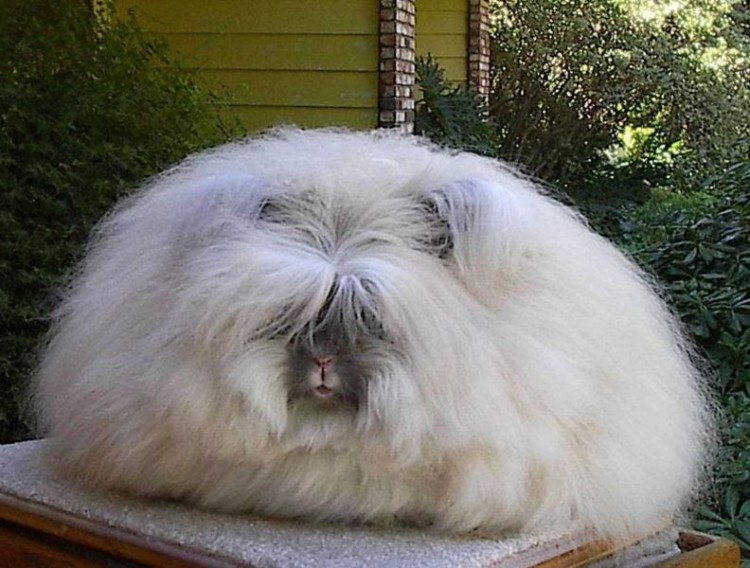 http://family-rabbit.blogspot.com