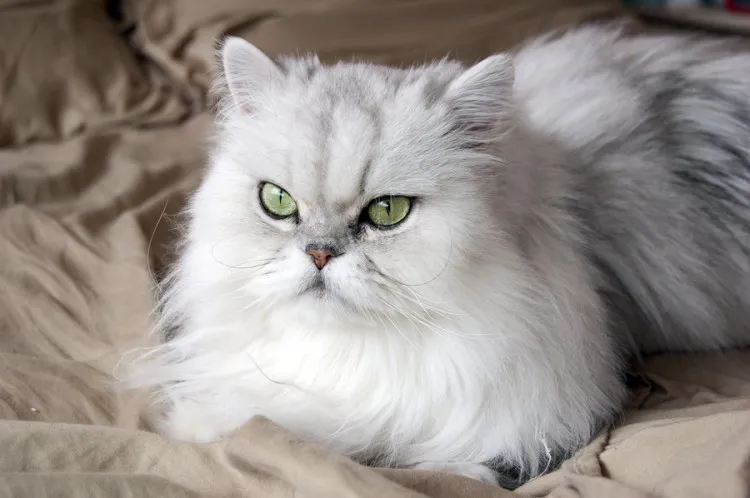catloversdiary.com