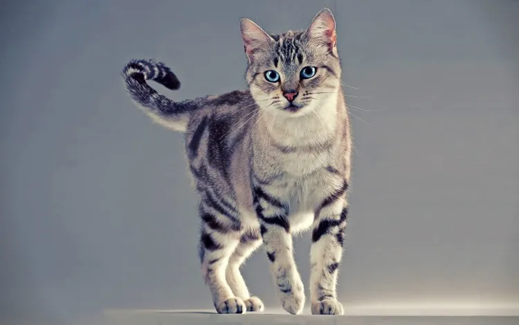 royalanimalcoaching.com