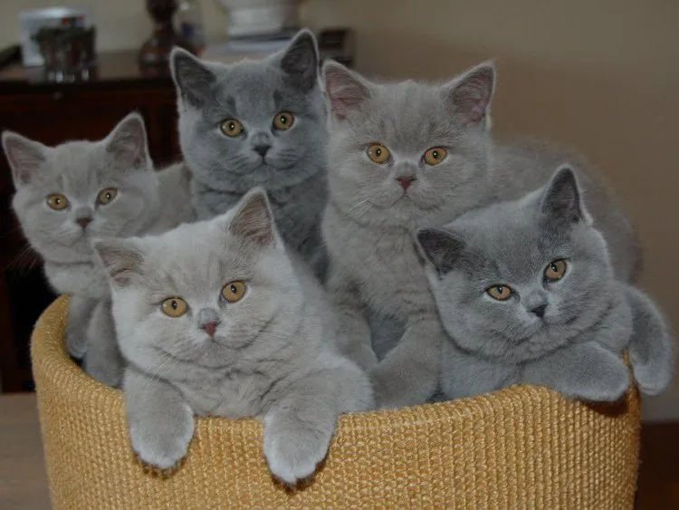 petinthai.com