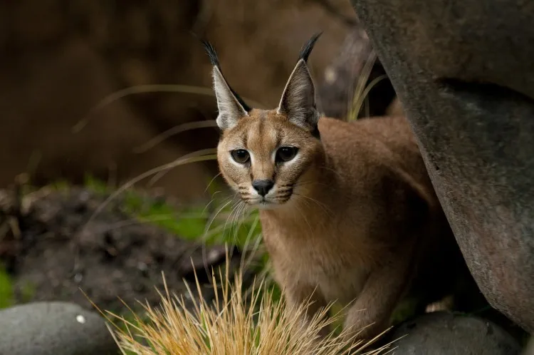 oregonzoo.com