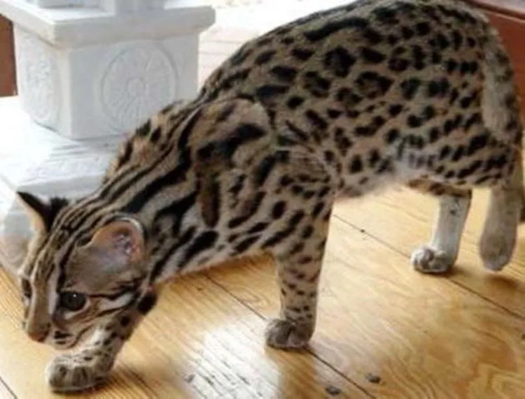 anjingdankucing.com
