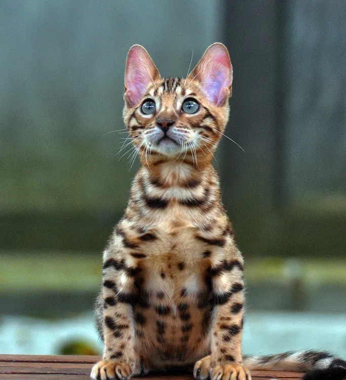 ternakkucing.blogspot.com