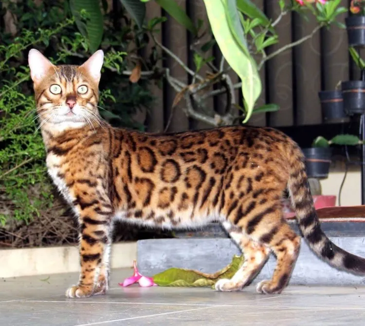 klaysbengals.com