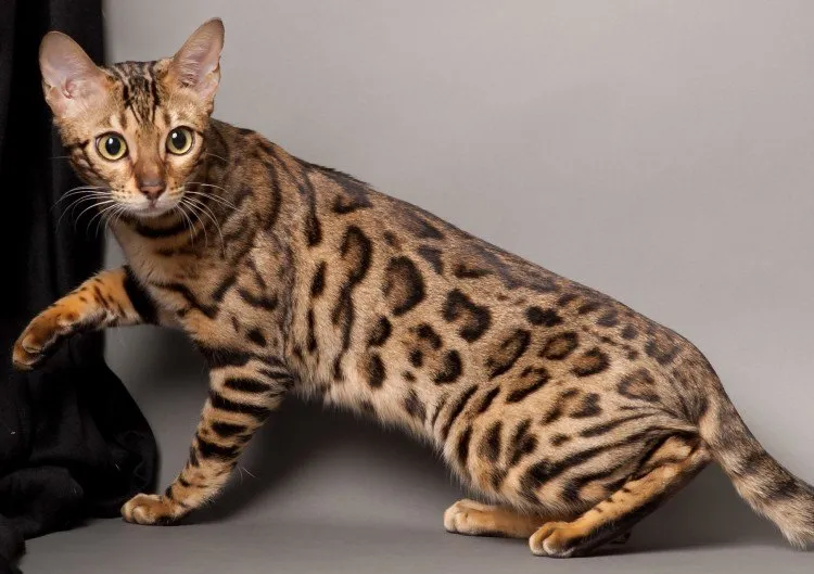 tazesirucats.com