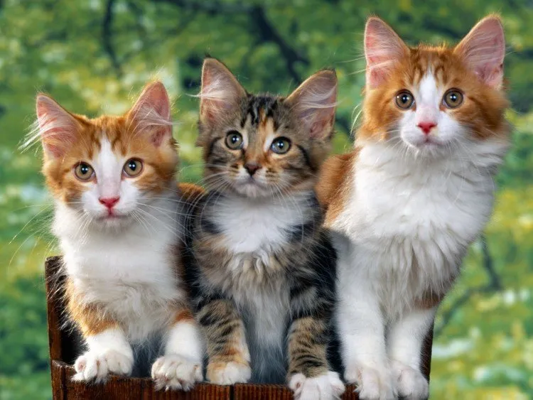 carpediempoesia.blogspot.com
