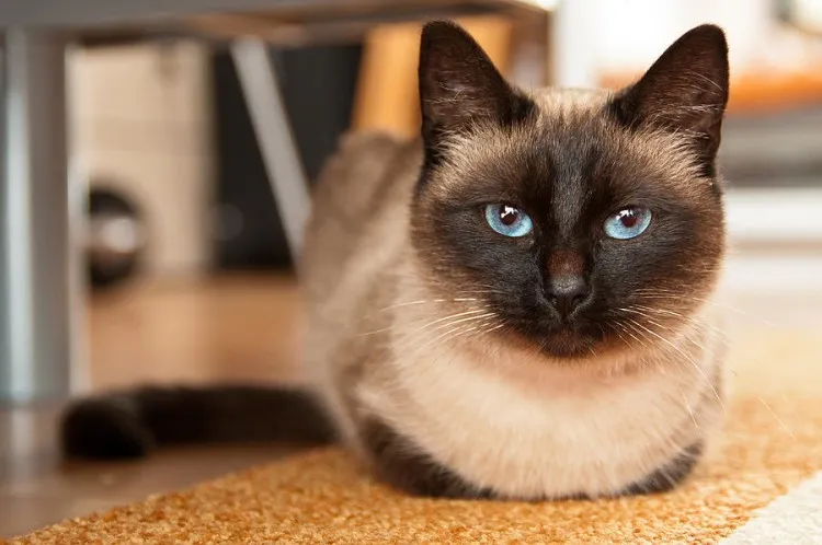 thekittycat.wikia.com