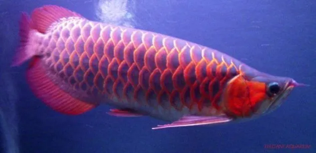 Gambar Arwana Chili Red