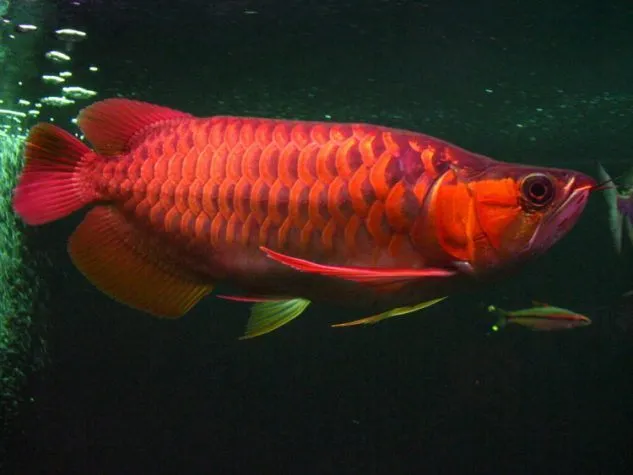 Gambar Ikan Arwana