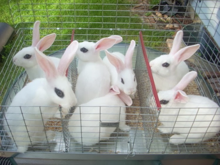 pets-lover.com
