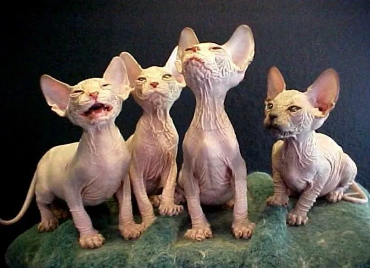 baas-desa-kelurahan.kucing.biz