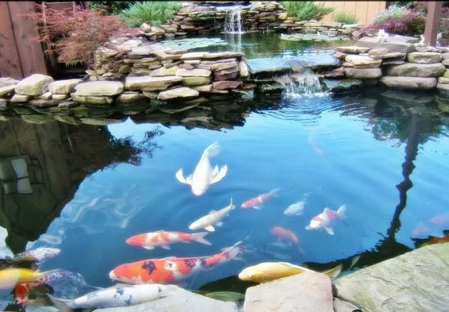Kolam Ikan Koi