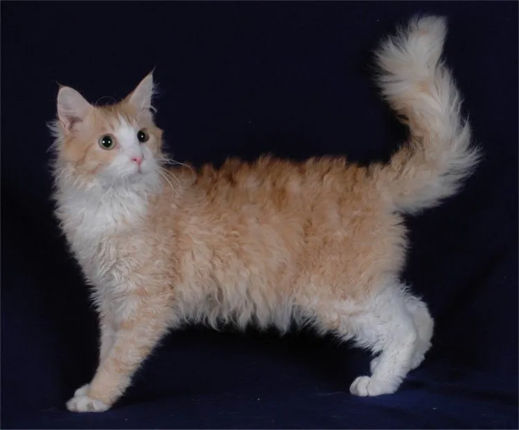 petworldturkey.com