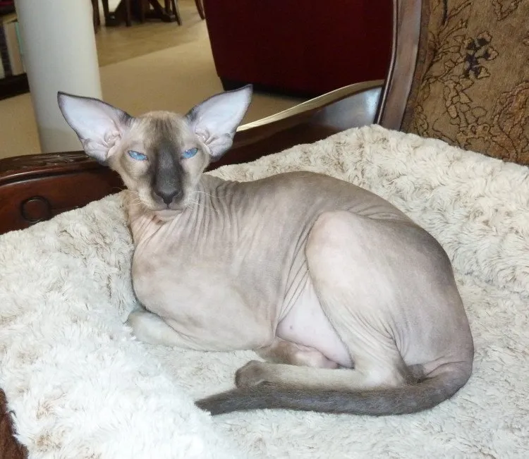 purrsiaoriental.com